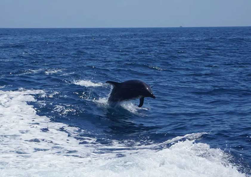 http://Catalina%20Dolphin%20Tour