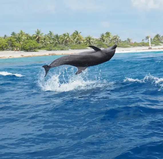 Catalina Dolphin Tour