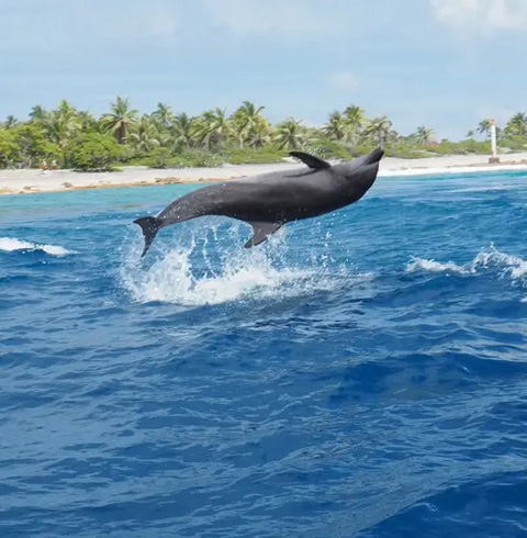 Catalina Dolphin Tour