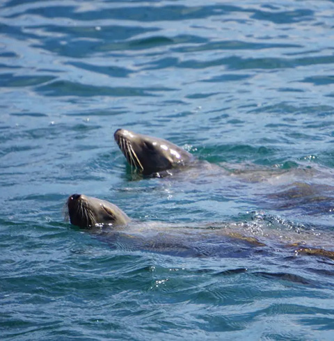 Catalina Sea Lion Tour